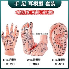 한의학 경혈 모델 모형 귀 발 손 교육용 한의원 큰문자, 1세트, 대문자 손 + 발 모델+ 귀 모델