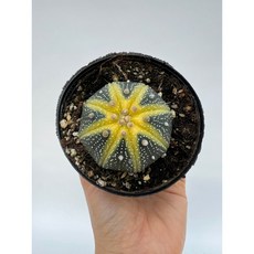 투구선인장 선인장지름 대략 5~6cm 홈가드닝 아프리카식물 플랜테리어 제이팜, 1개, .