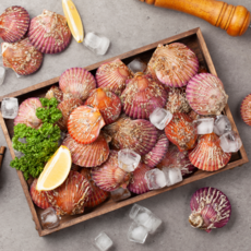 [소소담담] 통영 국산 홍가리비 조개 가리비, 1개, 10kg