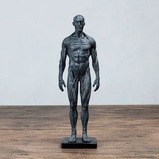 브랜드없음 교육 전신 해부학모형 인체 구조 학습 모형, 남성용 그레이, 1개