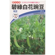 碧綠白花大莢豌豆種子 播種後約60日可收穫 生長強健, 1包