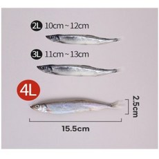 올곧은 알꽉찬 아이슬란드 캐나다산 열빙어세트 시사모 총1kg 50미 선술집, 2개, 500g