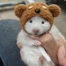 귀여운 예쁜 반려 애완 동물 치마 카피바라 곰 감 가지 치마 강아지 코끼리 돼지 드워프 햄스터 옷 의상 모자 가방, 개인용 머리 보호구, 카피발라 모자 + 가방