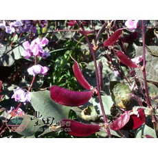 【野菜部屋~】J23 紅皮紅花鵲豆種子 1斤 扁豆 肉豆, 1包