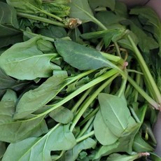 국내산 시금치 특품 산지직송, 1박스, 4kg