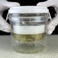 하와잇 가정용 야채 탈수기 음식 오이지 짤순이, 1개, 화이트