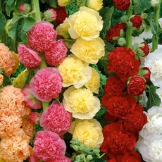 [Qgarden] 겹접시꽃 숙근 유럽 직수입 알세아 접시꽃 구근 특선, 1개