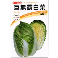 F1巨無霸白菜種子 結球白菜 播種後約90日可收穫, 1包