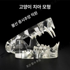 강아지 동물 모형 치아 교육용 이빨 수의사 고양이, 고양이 이빨, 1개, 기본 색상