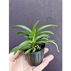 소엽풍란 小, 1개