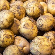 포슬포슬 감자 제주도 화토 흙감자 제주감자 대 5kg, 제주감자 /대 5kg