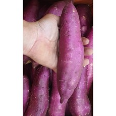 국내산 전라도 꿀고구마(베니하루까) 긴특 .긴대 최상품 5kg 10kg 알뜰농장, 1개, (긴대)5kg내외