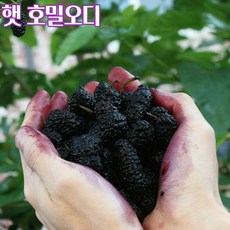 국산 햇 호밀오디 10KG 생오디, 1개