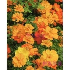 T55 黃波斯菊種子 花海種子, 1包