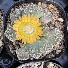 [올식스] 원종천녀 S 다육식물 플랜테리어 홈가드닝 티타놉시스, 단일, 1개