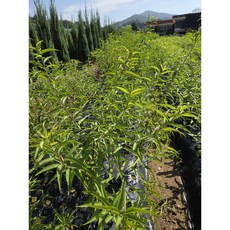 (미래나무농장) 산복사(개복숭아)나무 묘목 5치포트, 1개, 산복사 5치포트