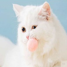 온지니 고양이 냥모볼 장난감 12개입 고양이양모볼, 고양이양모볼12개입, 고양이양모볼12개입