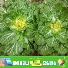 [로아프레시] 당일경매 당일발송 해풍 맞고 자란 국내산 봄동, 1개, 1kg