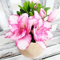 에덴플랜트 금황 철쭉 소품 아젤리아 베란다월동 예쁜꽃, 1개