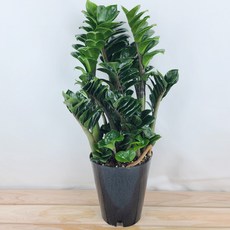 보석금전수중대품 45cm 돈들어오는금전수 곰플라워, 1개, 그린