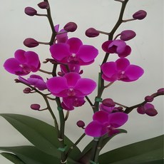 온누리농원 만천홍 특상품, 1개