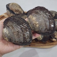 국내산 초대왕 피꼬막 2kg 피조개 5-10미 내외