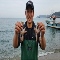 당일조업 알배기 활쭈꾸미 급속냉동 제철 쭈꾸미, 1개, 쭈꾸미 1kg(12미 내외)