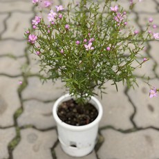 보로니아 피나타 중품 보르니아 브로니아 실내 공기정화식물 향기나는 봄꽃 디디플랜트