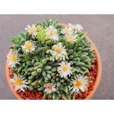 별의눈물 백화 (꽃이 오래 가요)독일토분에 심어서 분째 배송합니다 .로뎀다육, 1개, 계절에따라변화