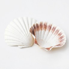 오꿈 조개모형 조개껍데기 100g, C29 장식용 부채조개 흰색, 1개