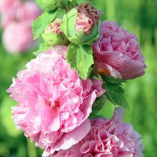 [큐가든] 겹접시꽃 로즈 숙근 유럽 직수입 뿌리 구근 여름꽃 접시꽃 겹꽃 알세아, 1개