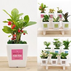 [행복한세상]공기정화식물 라벨사각화이트화분, 라벨사각화이트화분-싱고늄, 1개