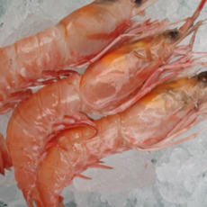 당일조업 여수 달마새우, 1박스, 급냉 1kg (60미 내외)