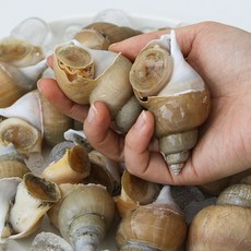 포항 백고동 자연산 백고동 포항 백 골뱅이 생골뱅이 백고둥 구룡포 백고동, 1개, 1kg 60-70미 소소 급냉