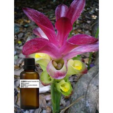 莪蒁 莪朮 純精油 Zedoary Pure Essential Oil 有機等級, 1個, 150ml