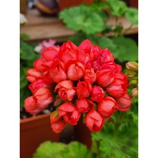 유럽제라늄 레드판도라 튤립형 12cm화분 플랜테리어 관엽식물 꽃모종 제라늄농장(엠제이정원), 1개