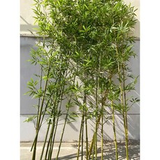 인조 대나무 조화 파티션 가림막 화분세트, 1개, 250cm 고밀도 잎 조화 대나무 10개