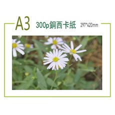 300磅銅西卡紙 A3, 1個, 白色