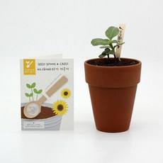 씨드스푼 미니 해바라기 카드 편지지 식물 키우기 어린이집 씨앗 심기 씨드볼, 미니해바라기