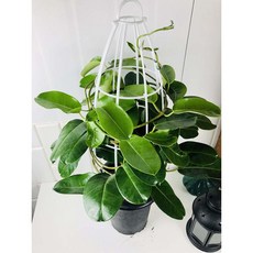 서비내 마다가스카르 쟈스민 대품 덩쿨쟈스민 향기좋은꽃, 1개