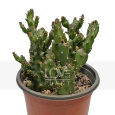 꽃사랑식물나라 초일출 마블 선인장 종류 미니선인장 다육 식물 키우기 인테리어 소품 화분, 1개