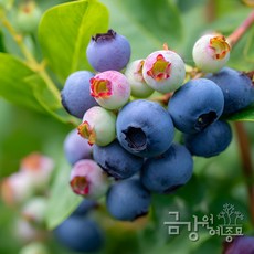 블루베리묘목 듀크 2년생 특선(1set 2주) "올해 수확이 되는 나무입니다!" 금강원예, 1세트, 듀크+듀크
