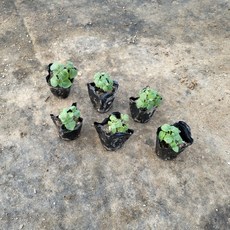 들깨 깻잎 모종 (6개 1세트) 2026 새상품, 1개