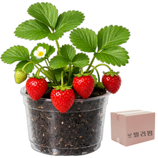 빌리팜 식물 재배 키트 키우기 세트 홈 가드닝, 02딸기