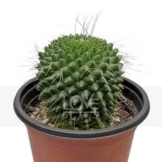 꽃사랑식물나라 피코 원통형선인장 마밀라리아계 긴가시 돌기선인장 구형 선인장