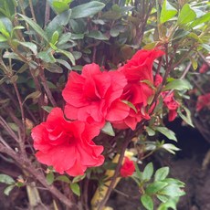 겹철쭉10주 1묶음 (빨강색)