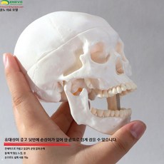 성인 두개골 모형 해부학 인체뼈 사람 골격 교구 모델, 1개, 플래그십 모델 (90  의료용)
