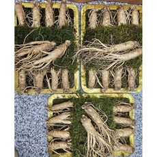 현대만석 홍삼용 500g(8-10뿌리) 인삼 수삼 A급선물세트 무료산지직송, 500g, 2개