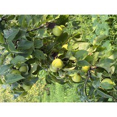 돌배 강원도 산돌배 생과 유기농 산지직송, 1박스, 2kg