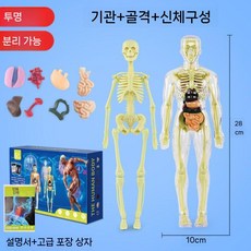 투명 인체 전신 모형 조립식 해골 장기 해부 피규어 교육용, 칼라 박스 완전 투명 28cm